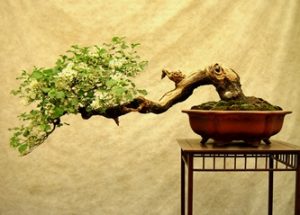 bonsai per ingresso zen