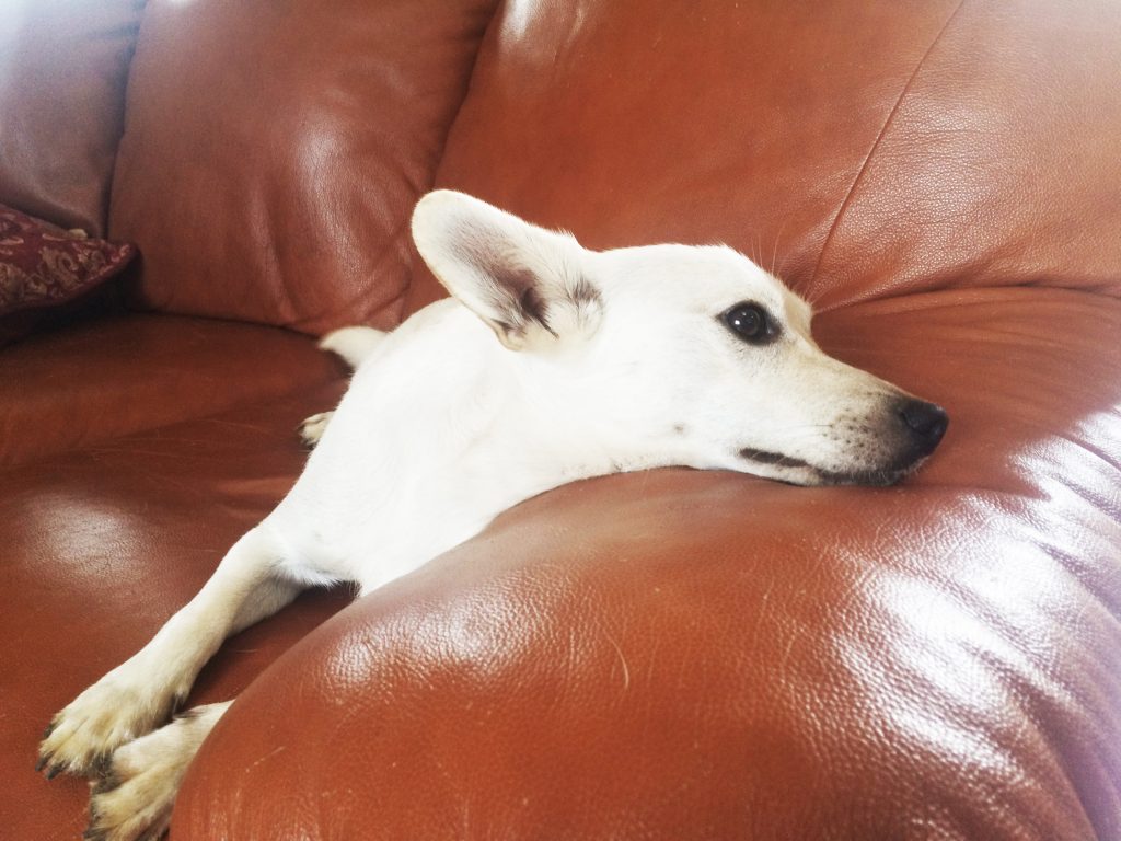 Arredare casa con un divano adatto anche per un cane che cerca relax