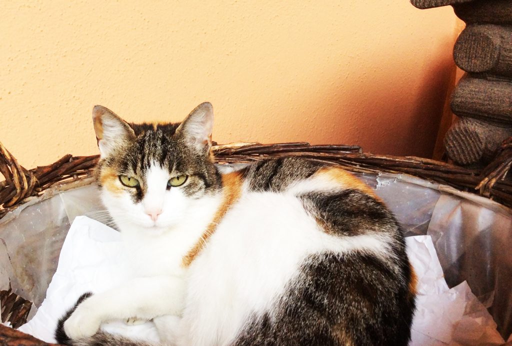 Gatto accovacciato nella cesta, adatta per arredare il giardino anche per il suo relax