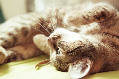 Arredare casa in presenza di animali domestici